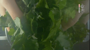 【面皮】1.鍋中水開時，放挑揀好的艾草和一撮小蘇打，第一遍煮開后倒掉，重新加水大火煮開后，小火煮1小時。煮爛的艾草用紗布瀝干。